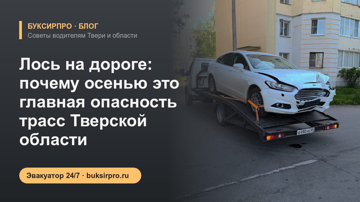 Лось на дороге: почему осенью это главная опасность трасс Тверской области